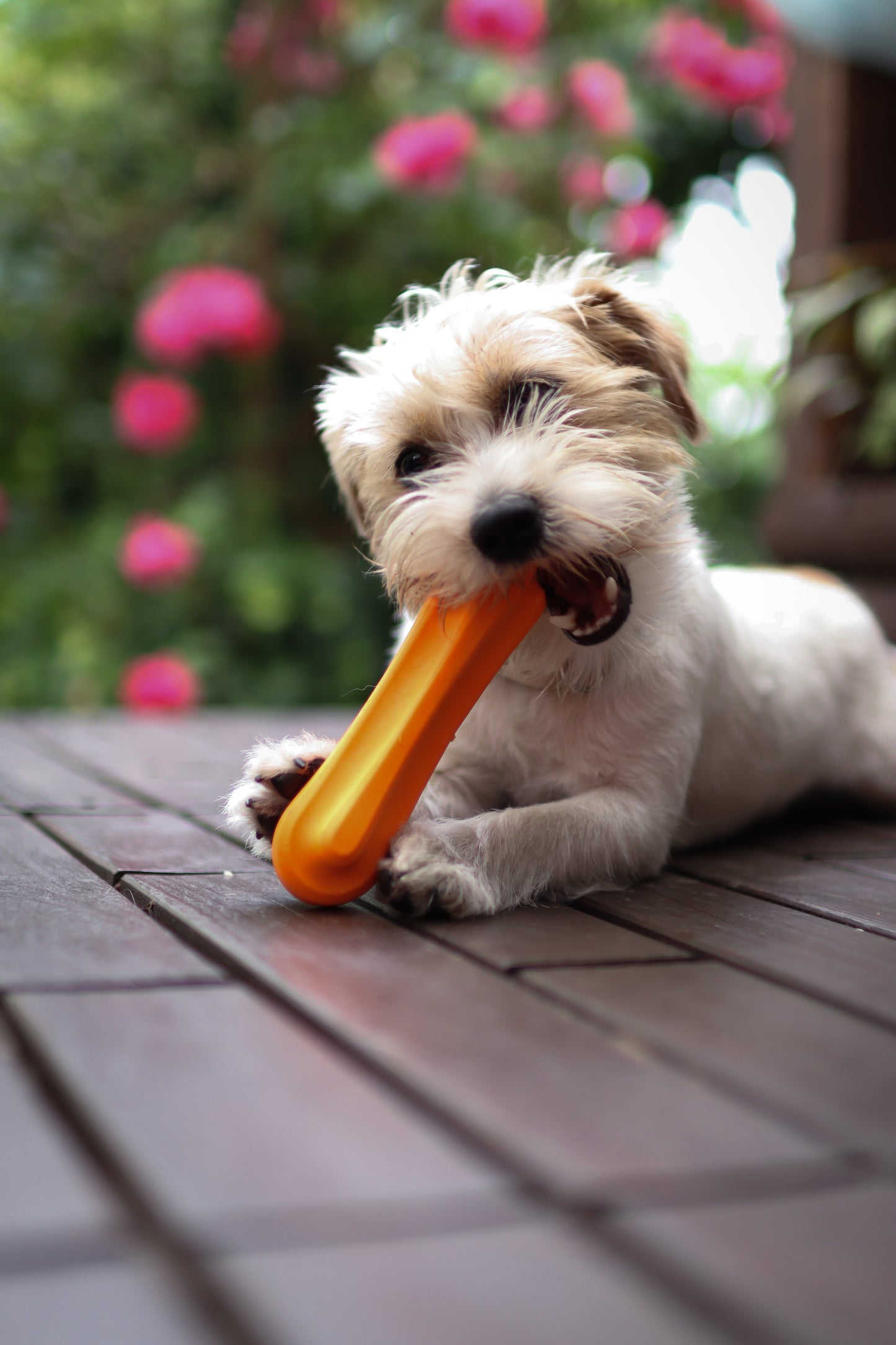 fiboo__fiboone__chewy__orange