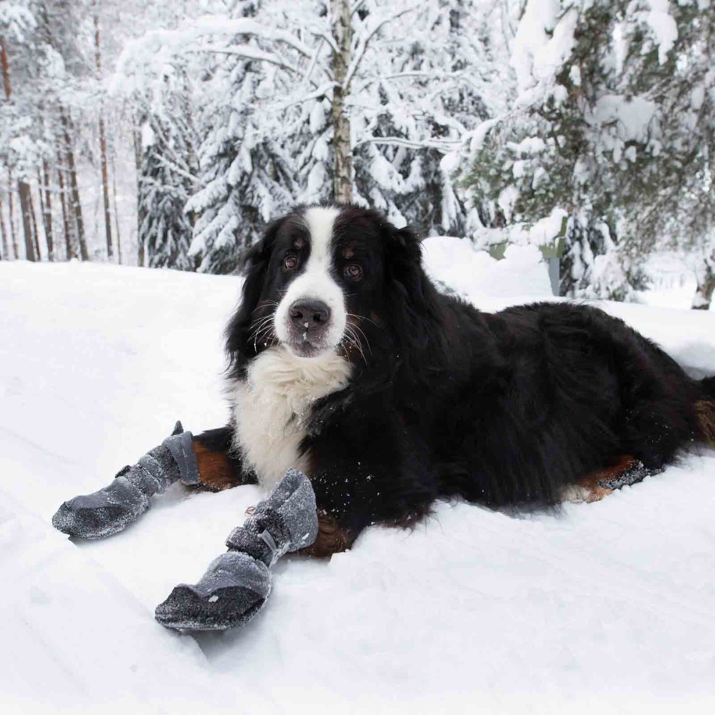 Finnero Hundskor Halla Lux Grå 2-pack