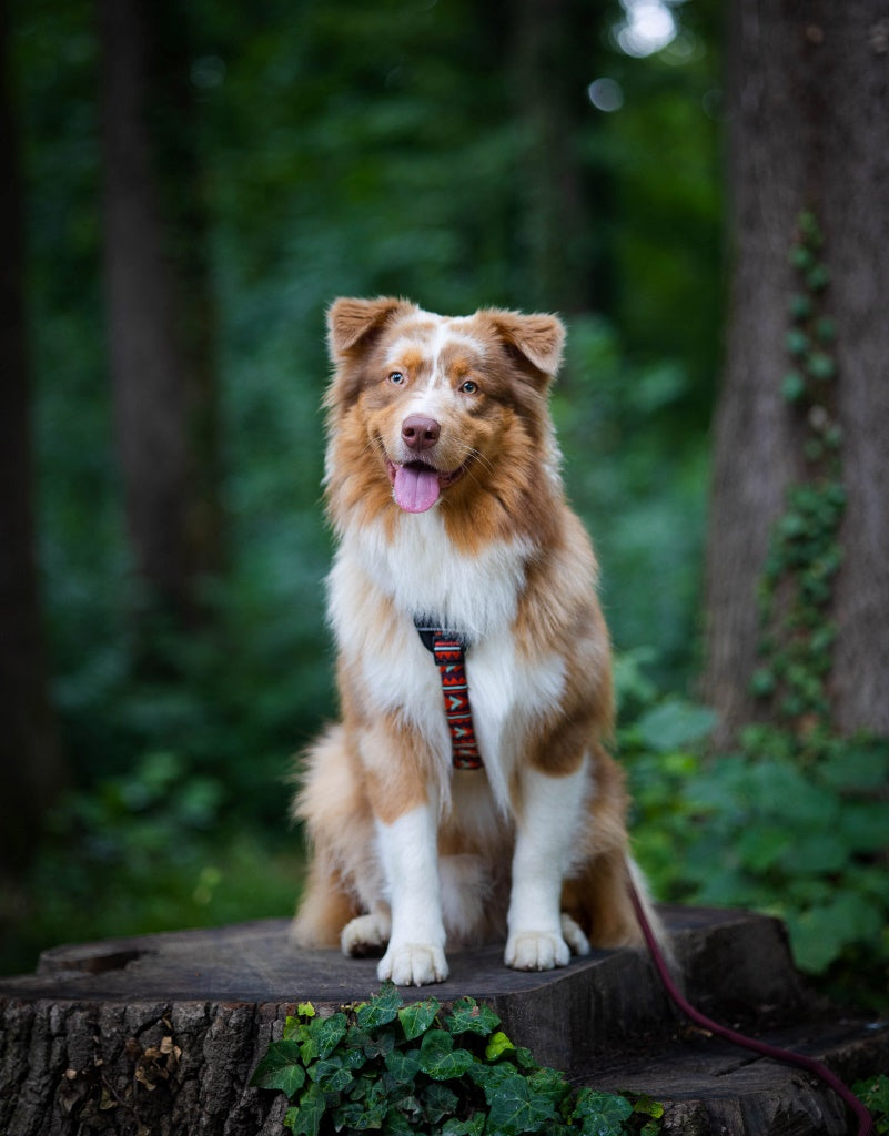 Woolly Wolf Sele, Halsband, Koppel I Färgen Polar Night