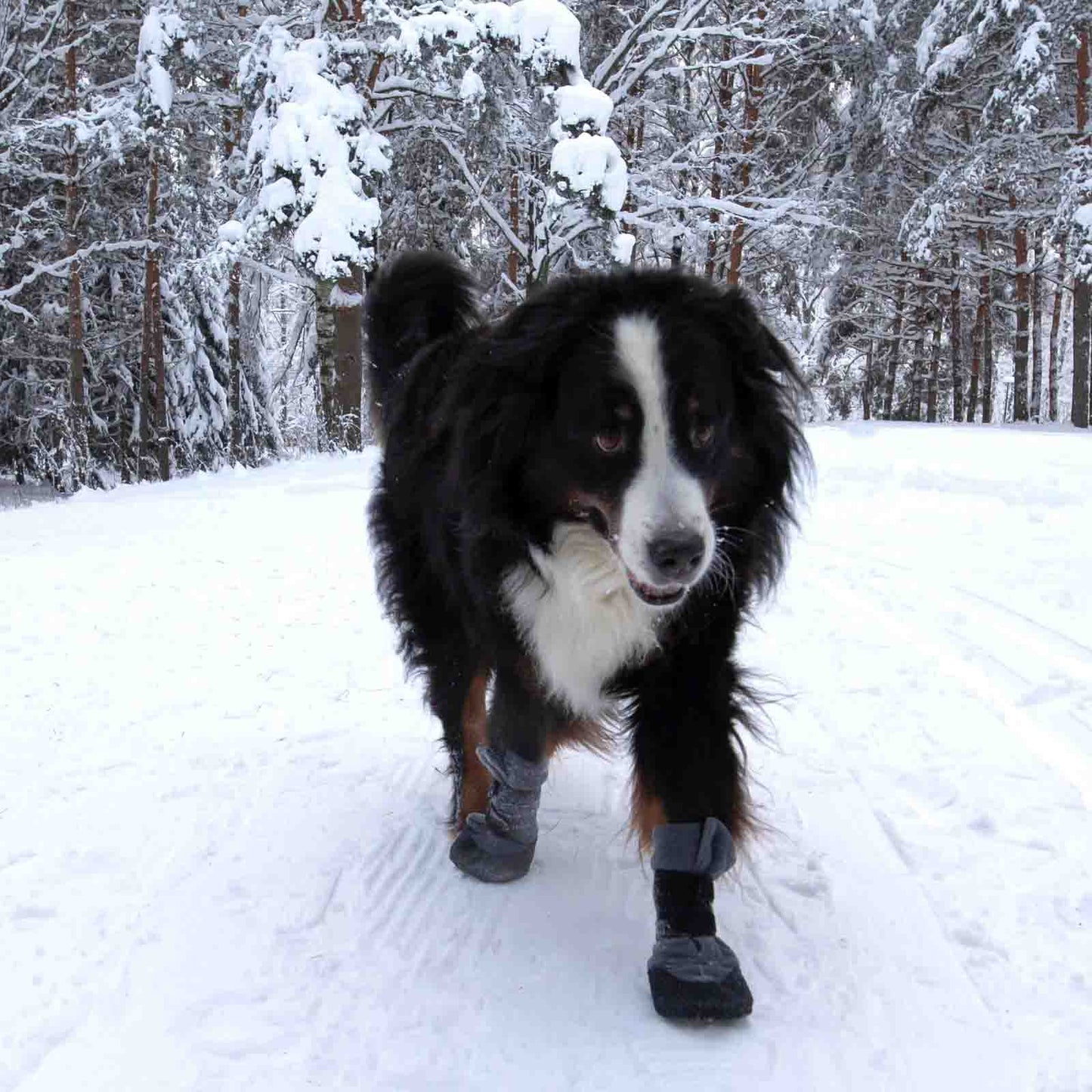 Finnero Hundskor Halla Lux Grå 2-pack