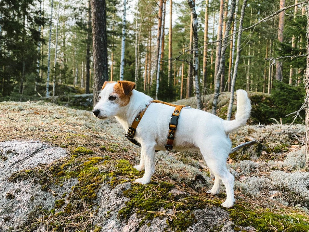 Woolly Wolf Sele I Färgen Sea To Summit