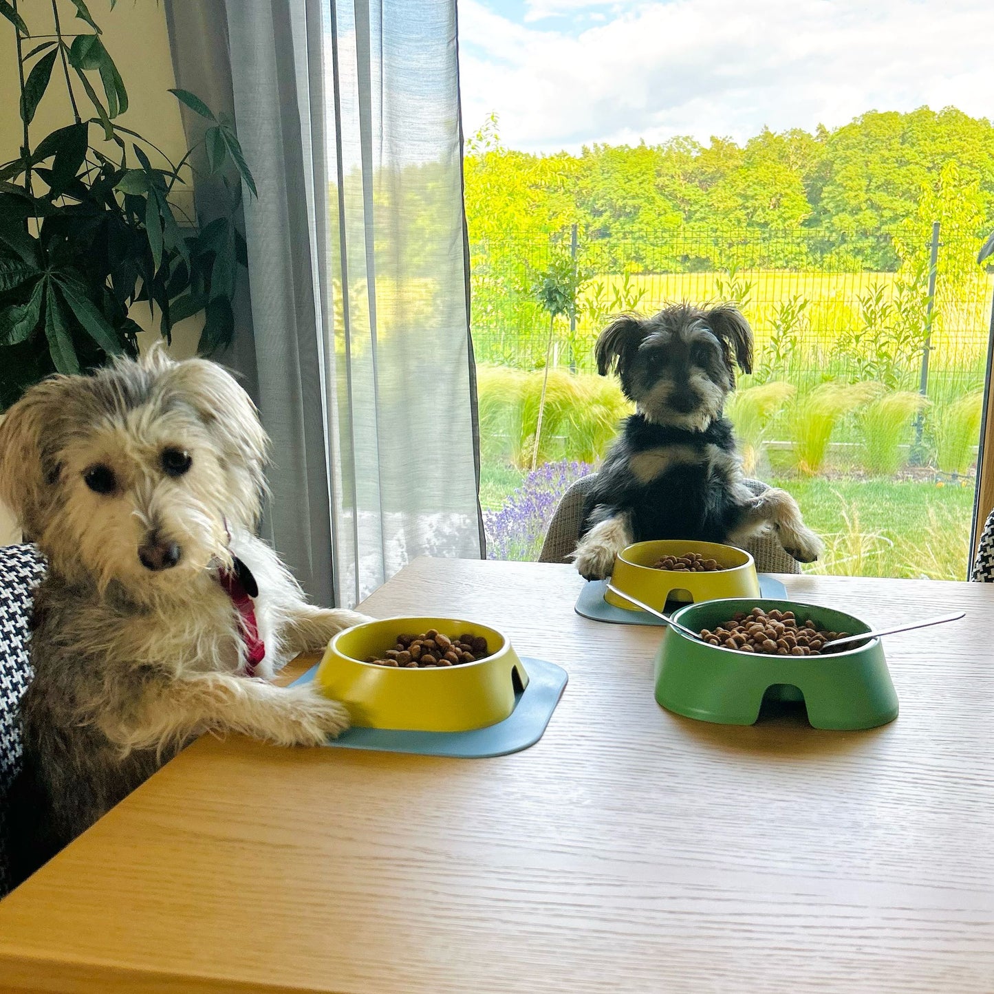 Fiboo - Hundskål Liten