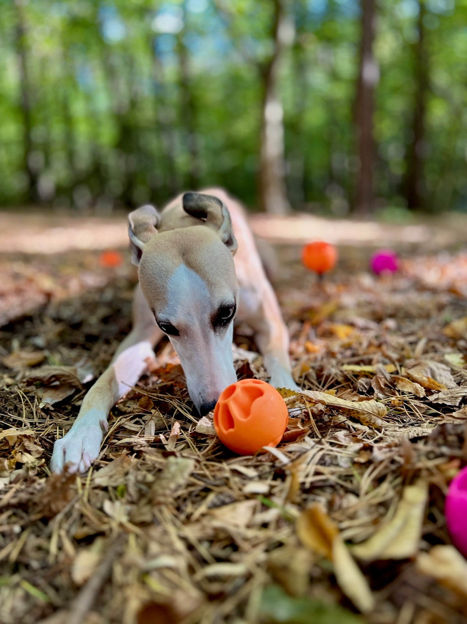 fiboo__fibooll__aktiveringsboll__orange__lifestyle