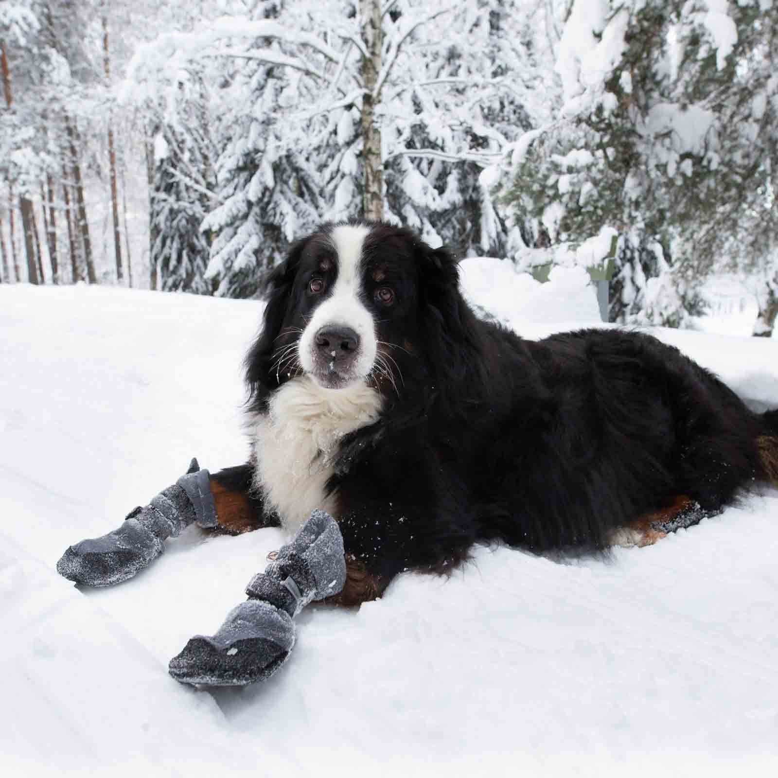 Finnero Hundskor Halla Lux Grå 2-pack