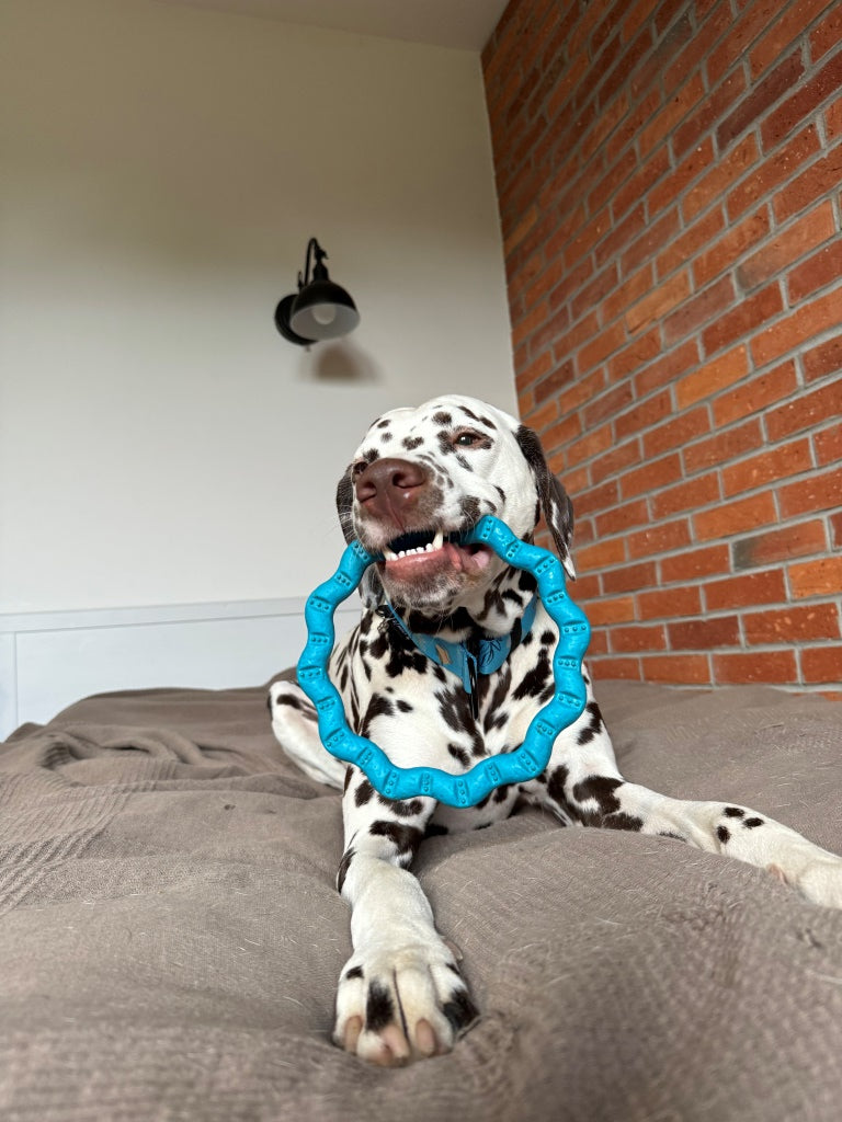 fiboo__fringoo__lifestyle__blue__toy__ring