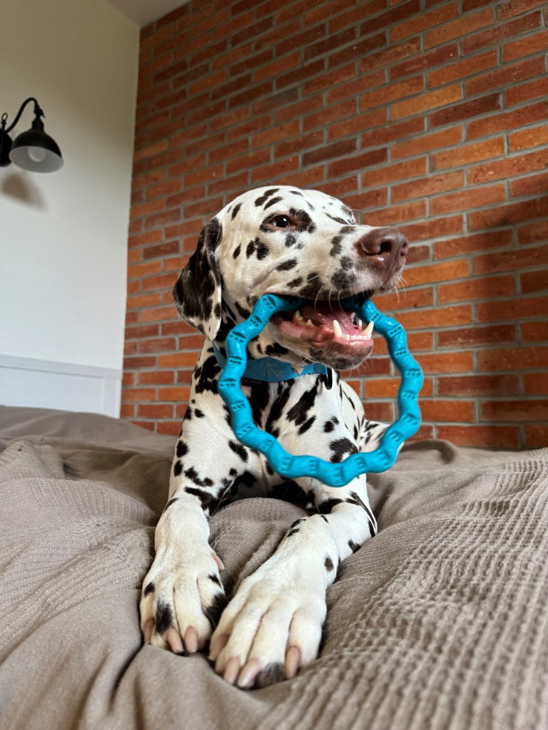 fiboo__fringoo__lifestyle__blue__toy__ring
