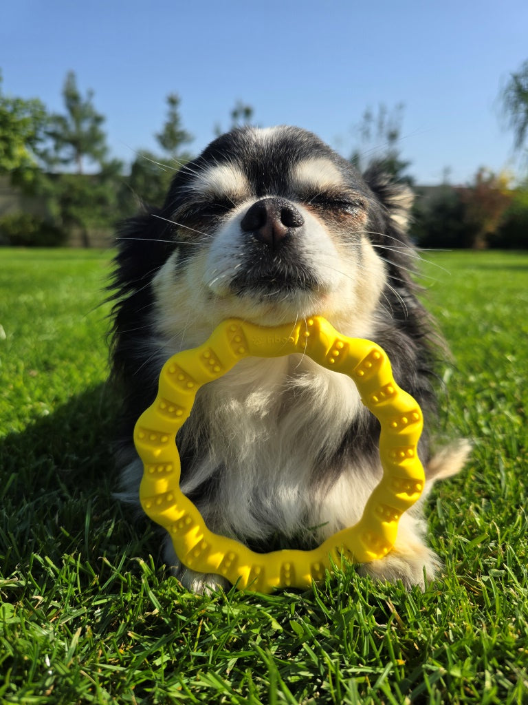 fiboo__fringoo__lifestyle__yellow__toy__ring